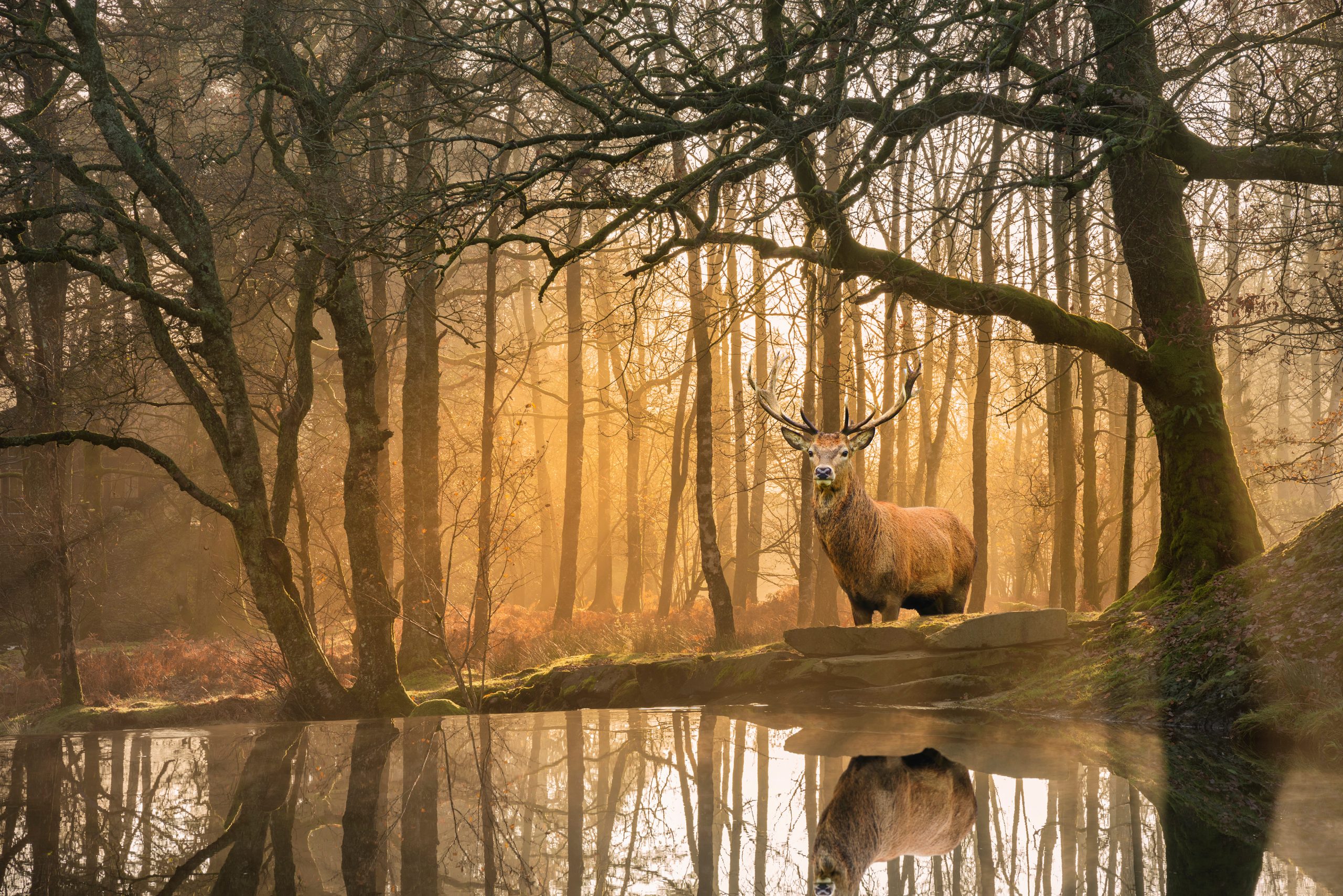 Welcome to Canny Adventures Stag AdobeStock 244158208 scaled